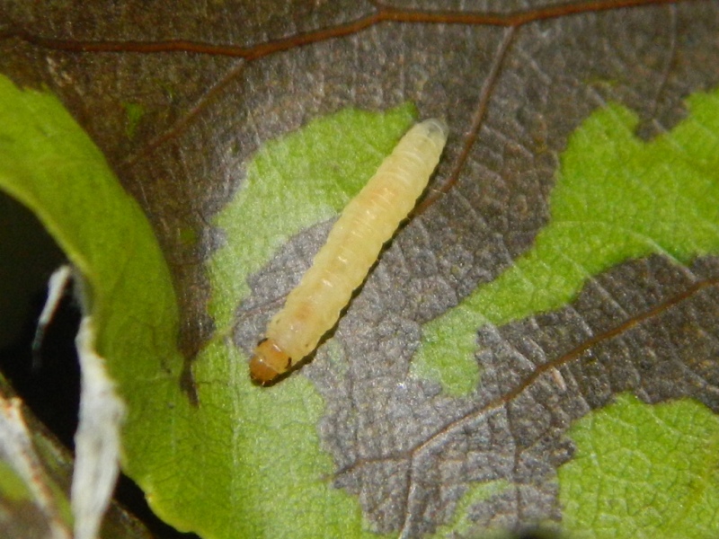 Schifezzuolidae: Gypsonoma minutana, Tortricidae